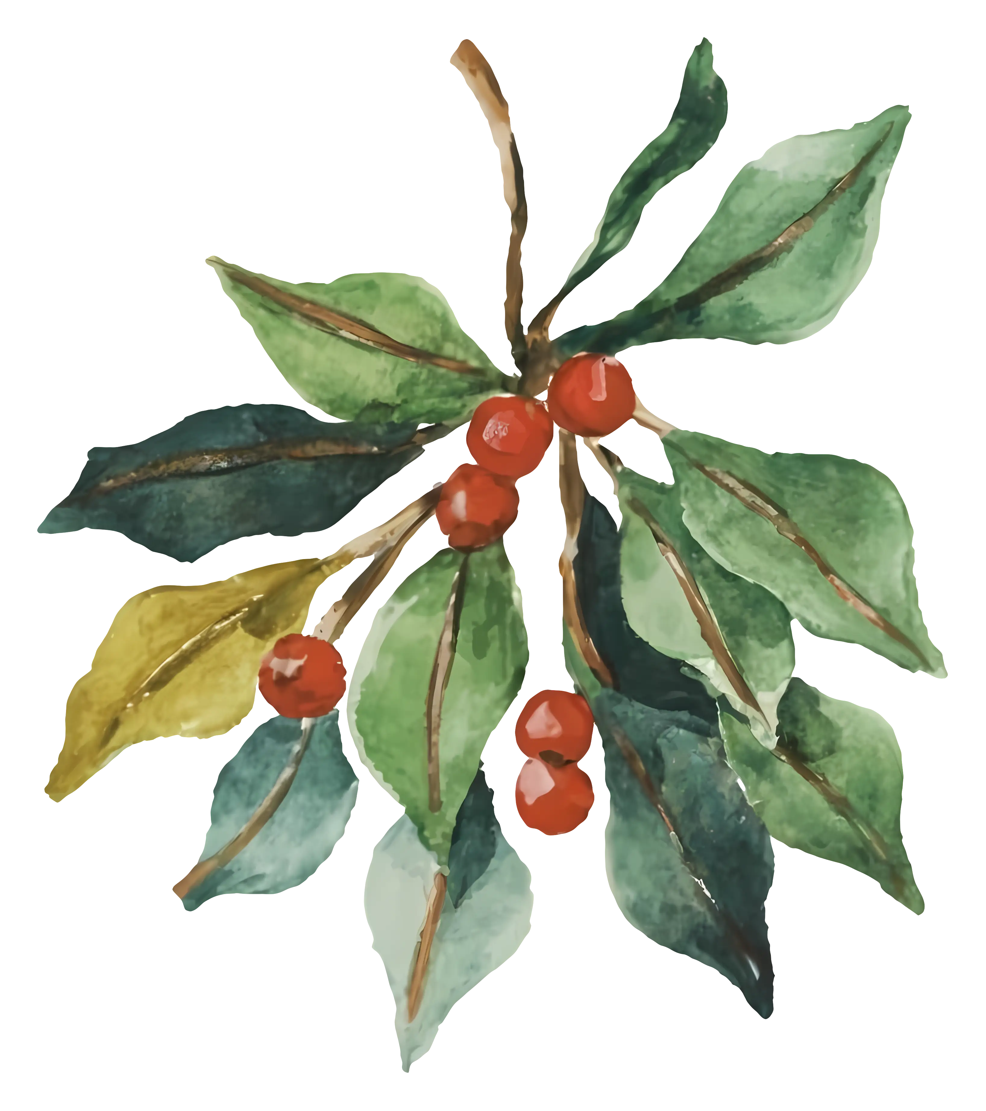 Holly Leaves and Berries Illustration