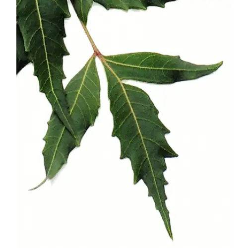 Green Leaves from a Plant