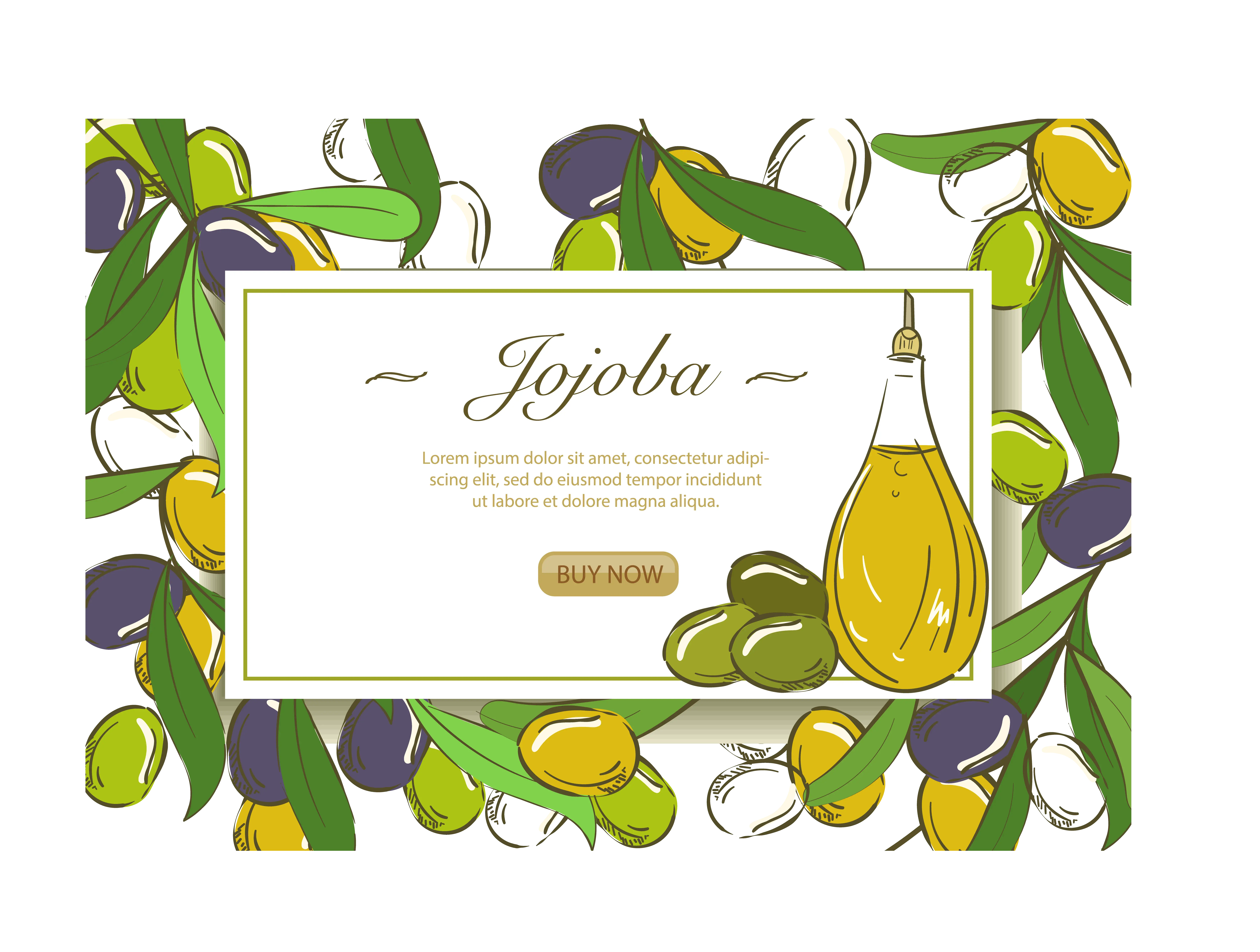 Jojoba Oil and Plant Illustration