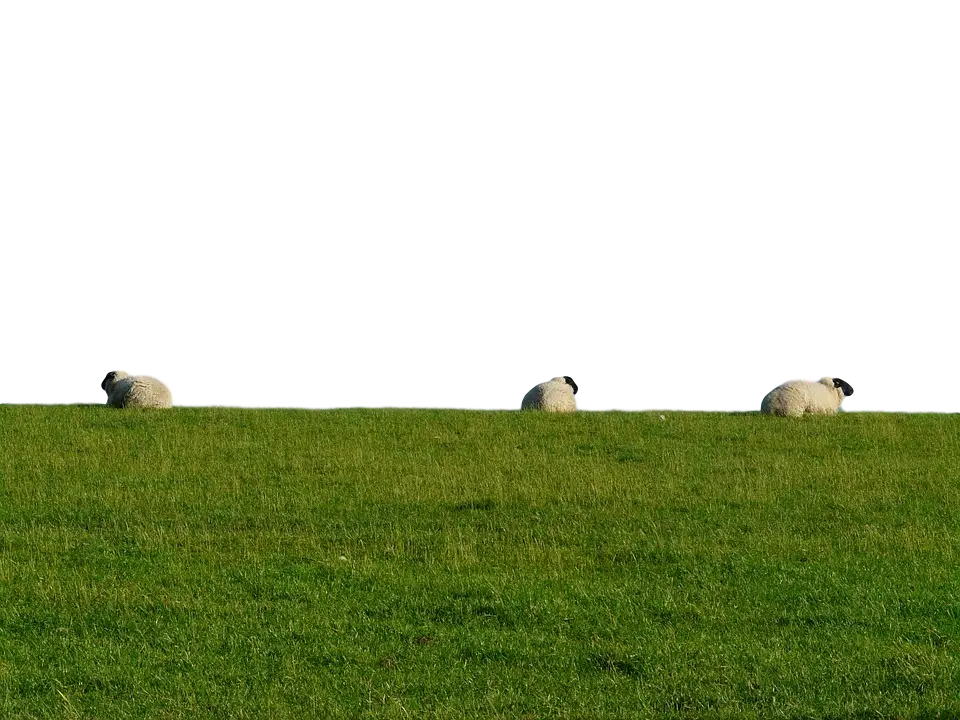 Sheep Grazing on Green Grass