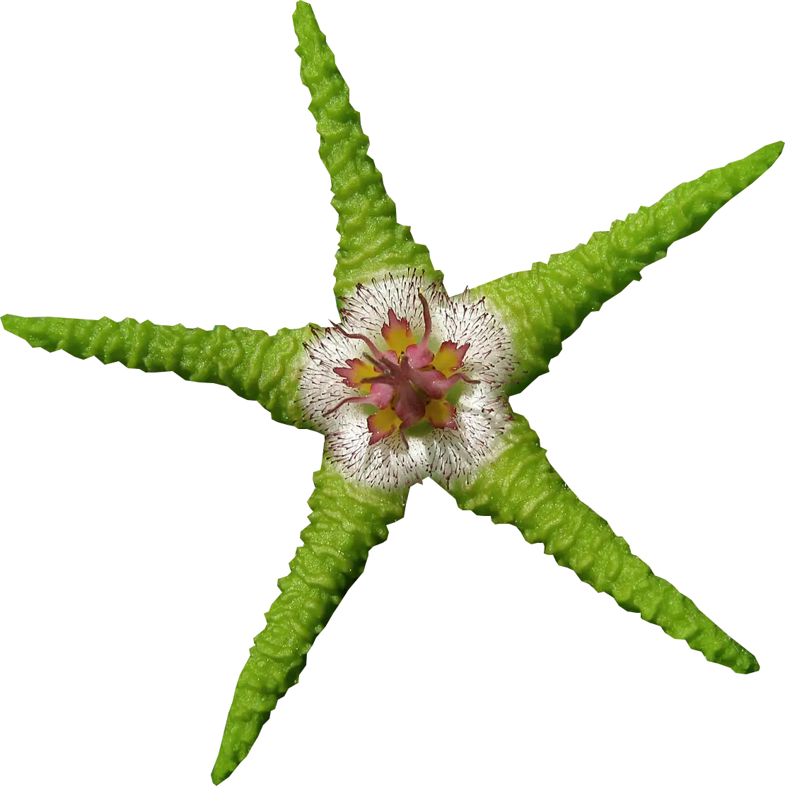 Green Starfish with Flower