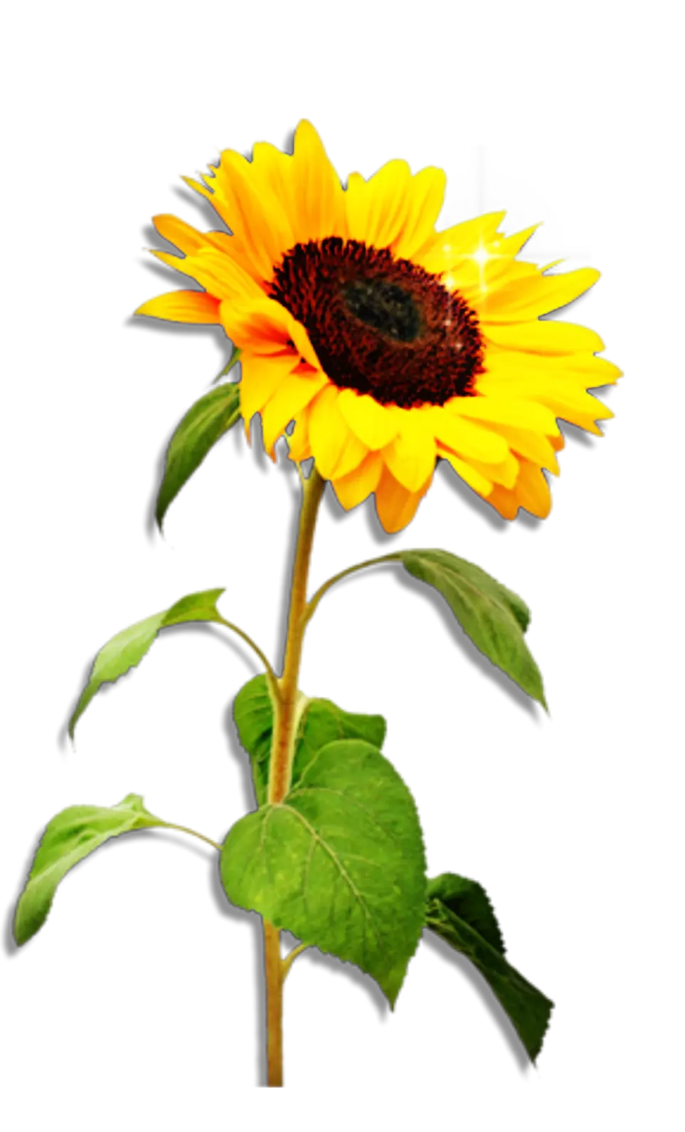 Bright Sunflower Illustration Design