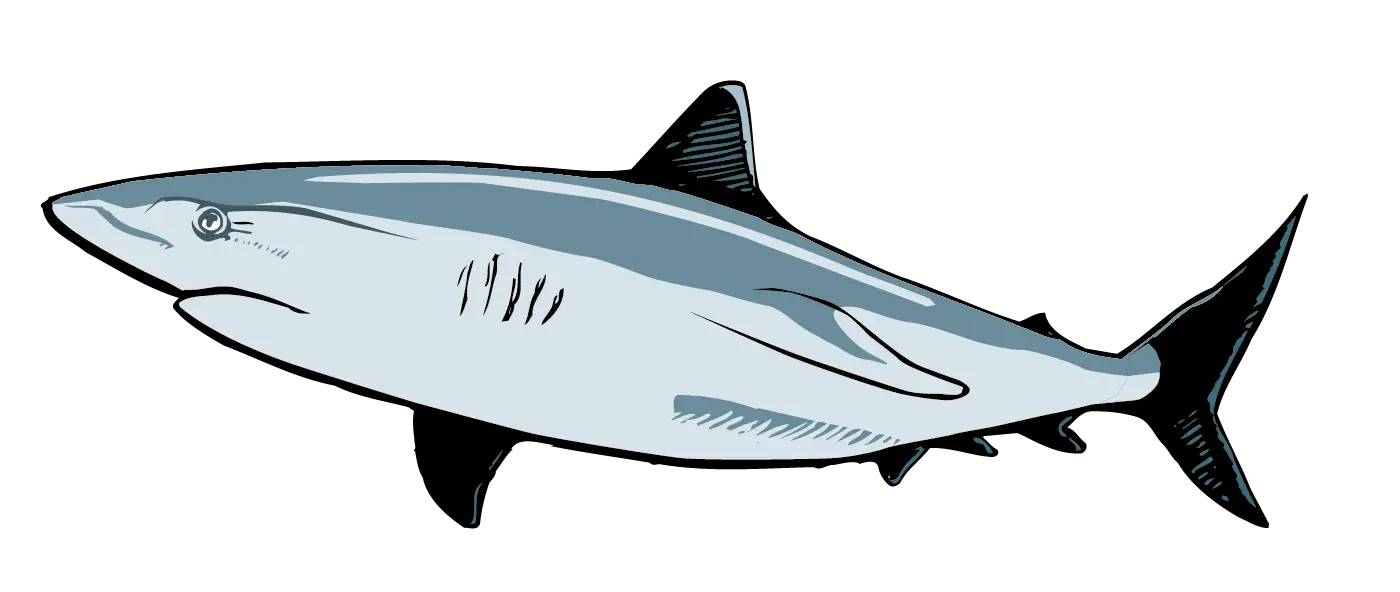 Cartoon Shark in the Ocean