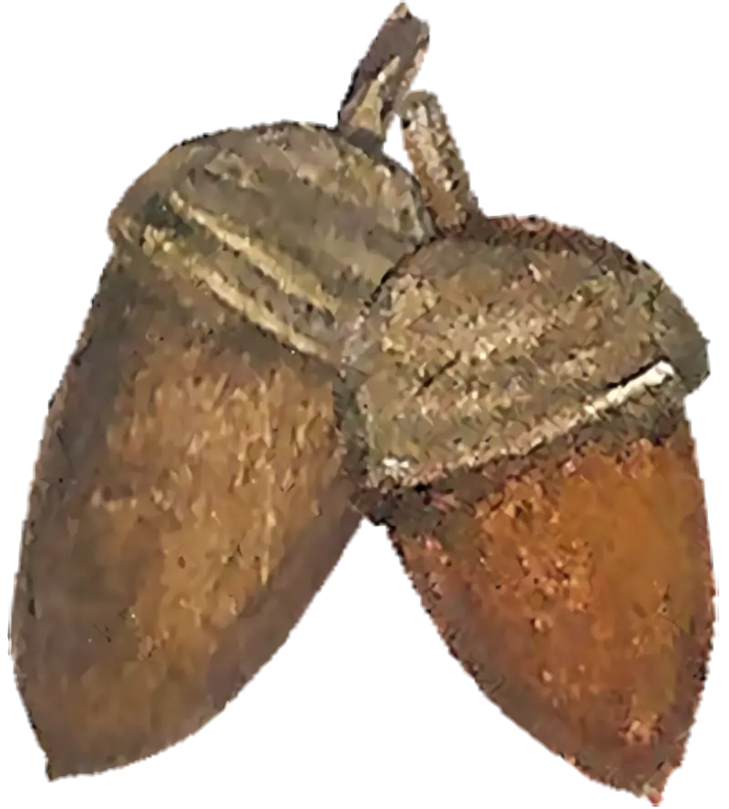 Pair of Acorns