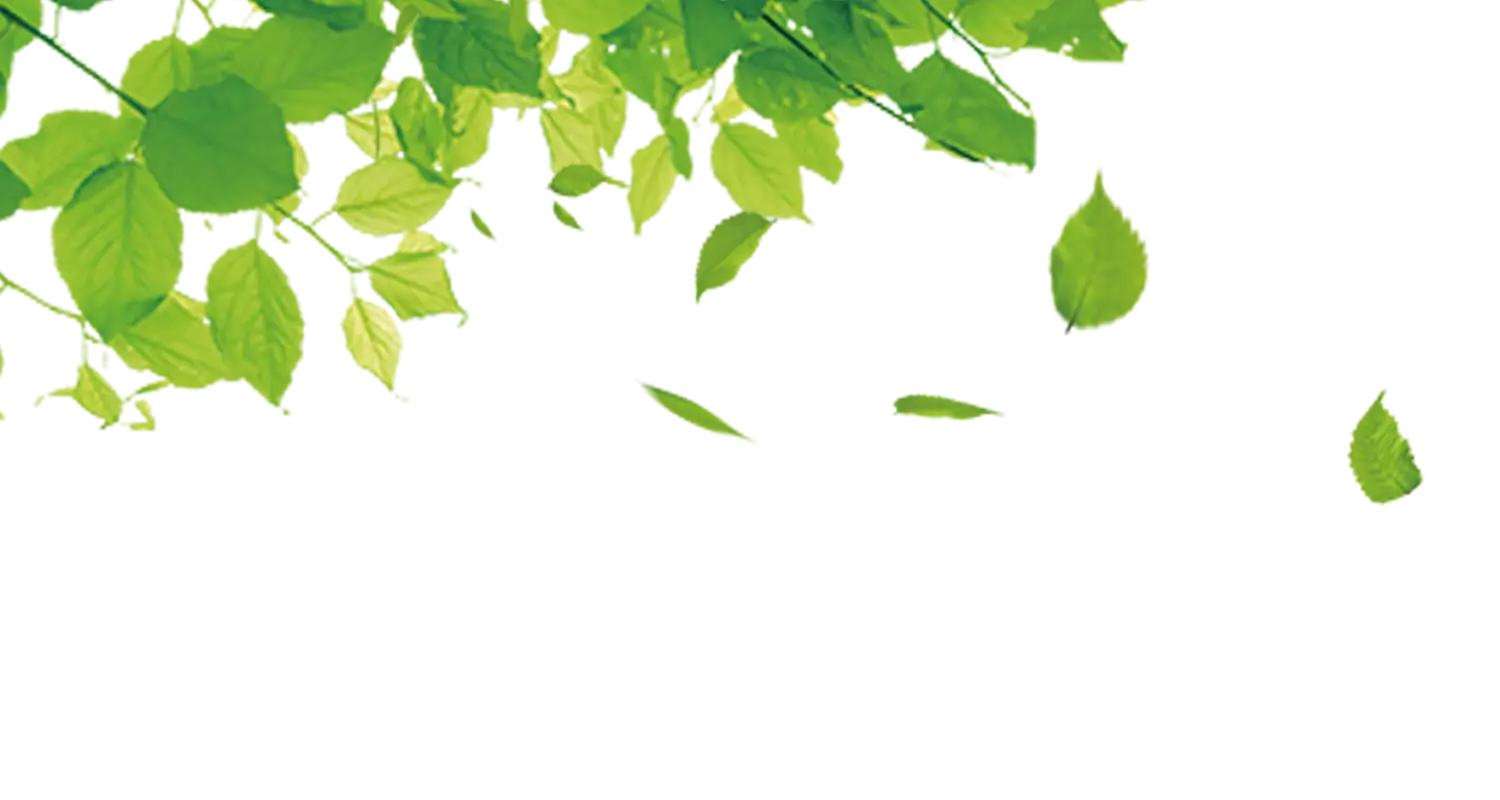 Green Leaves Border for Natural Decoration