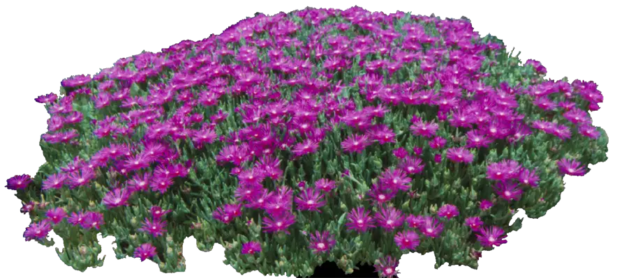 Purple Flower Bush