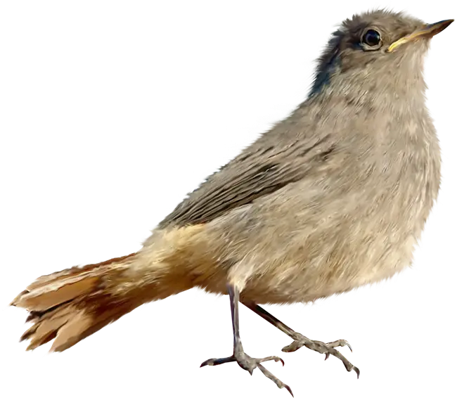 Beautiful Brown Bird in Wildlife Pose