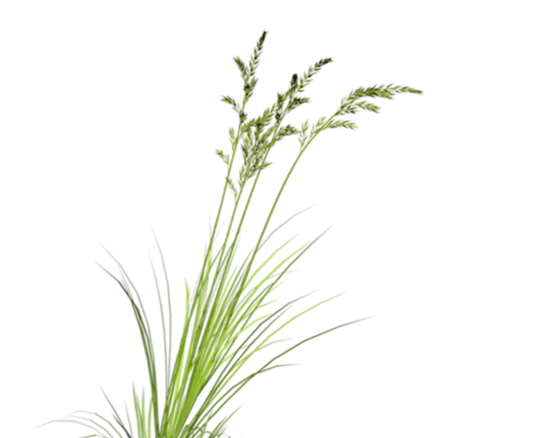 Green Grass Plant
