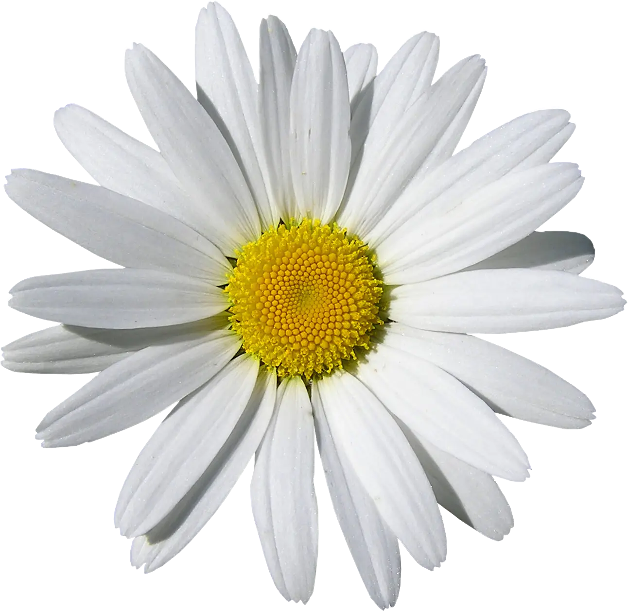 White Daisy Flower with Yellow Center