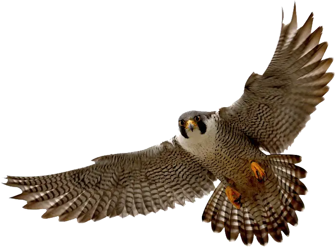 Peregrine Falcon Soaring in Flight
