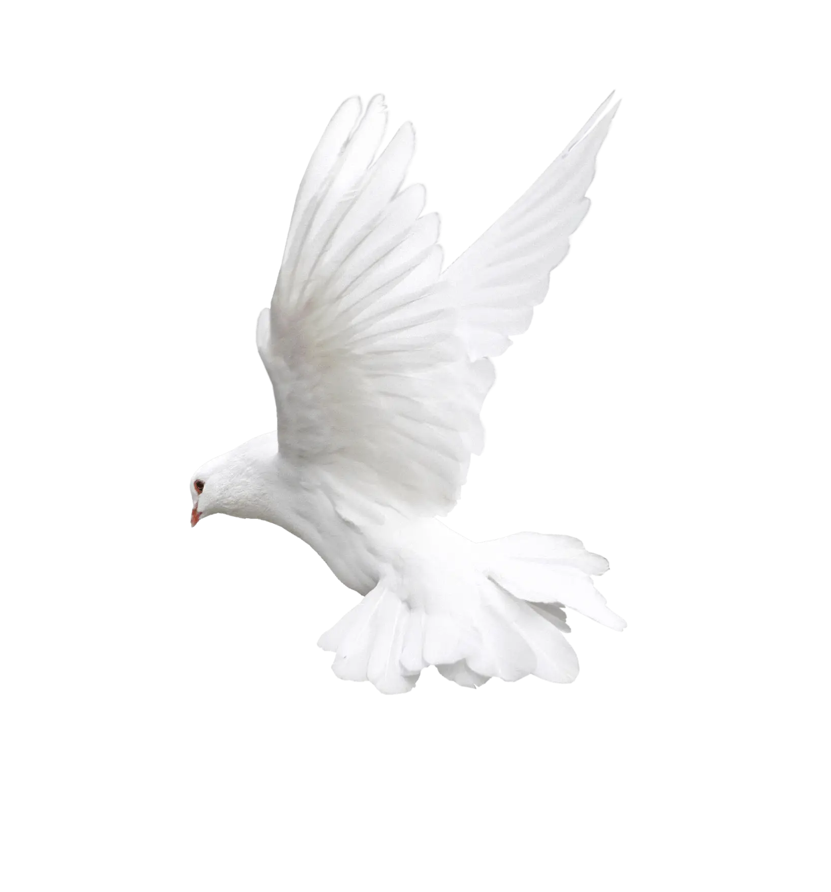 White Dove in Graceful Flight