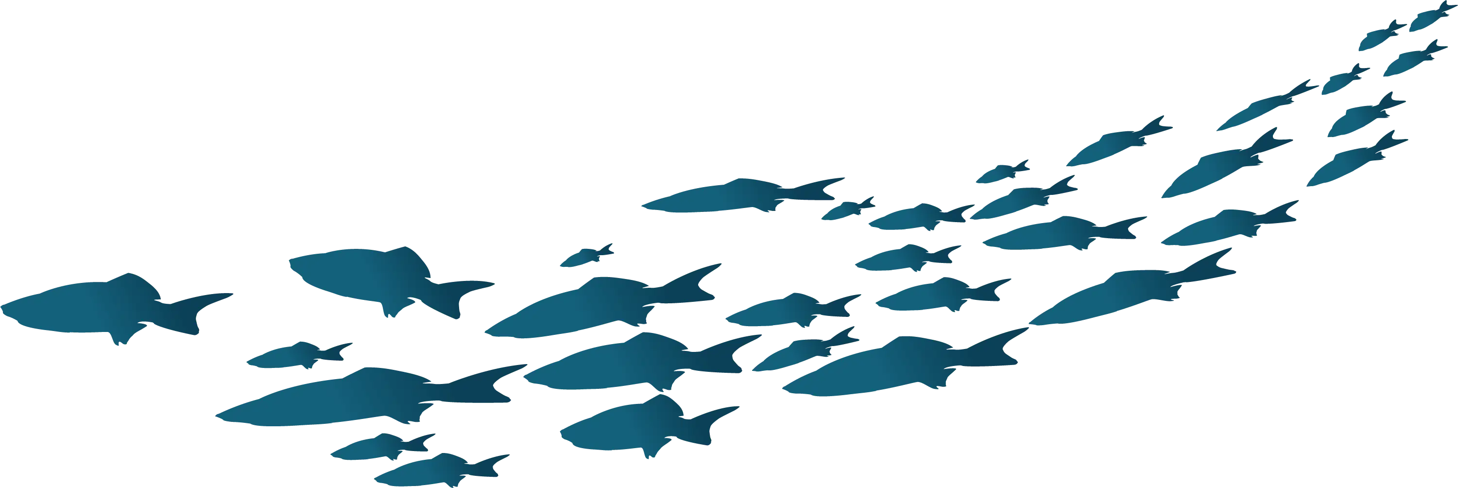 School of Fish Swimming