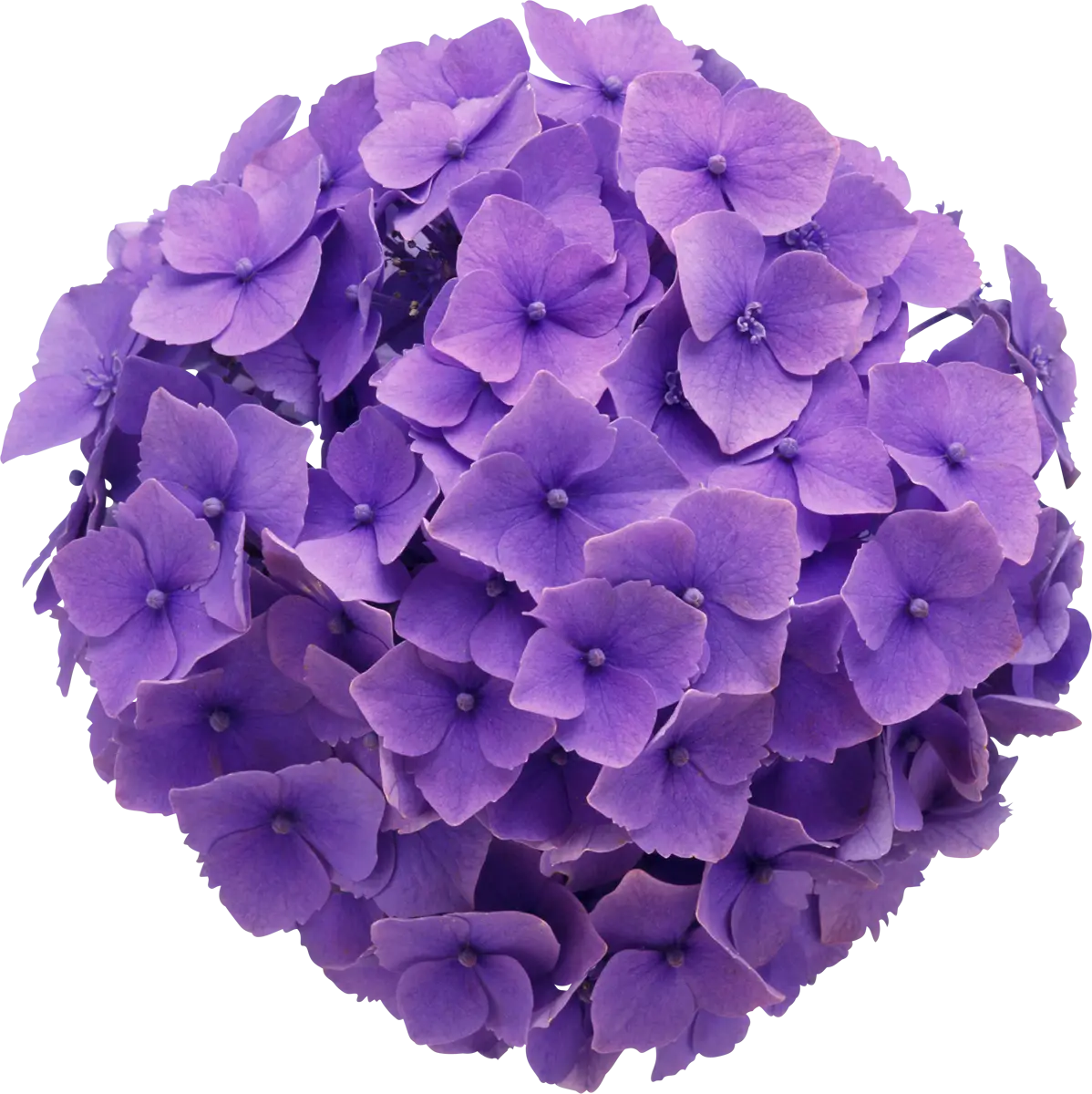Purple Hydrangea Flower Cluster
