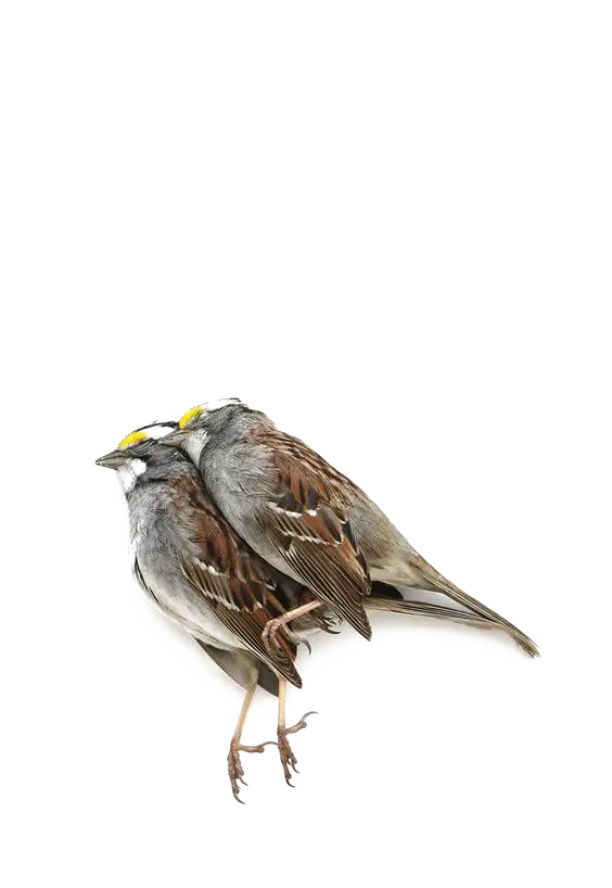 Pair of Small Birds