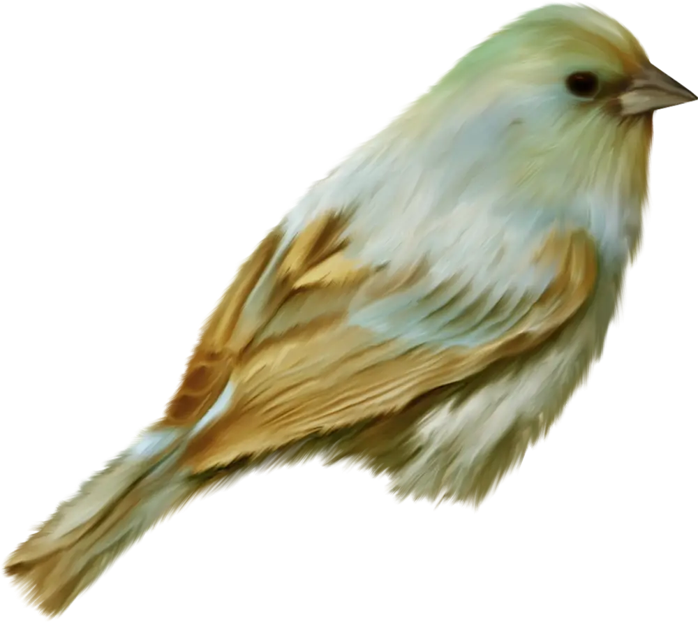 Beautiful Canary Bird Illustration