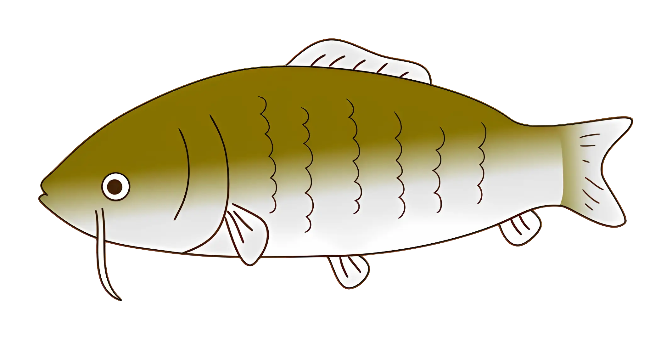 Detailed Catfish Illustration