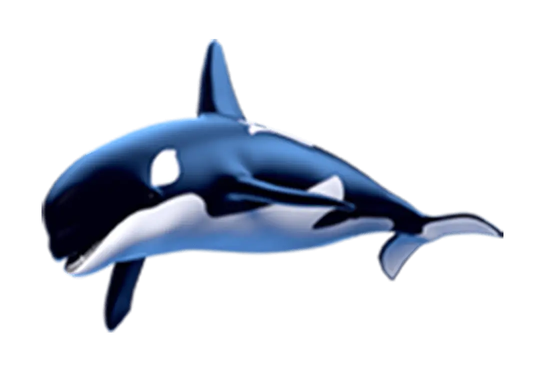 Blue and White Killer Whale Illustration