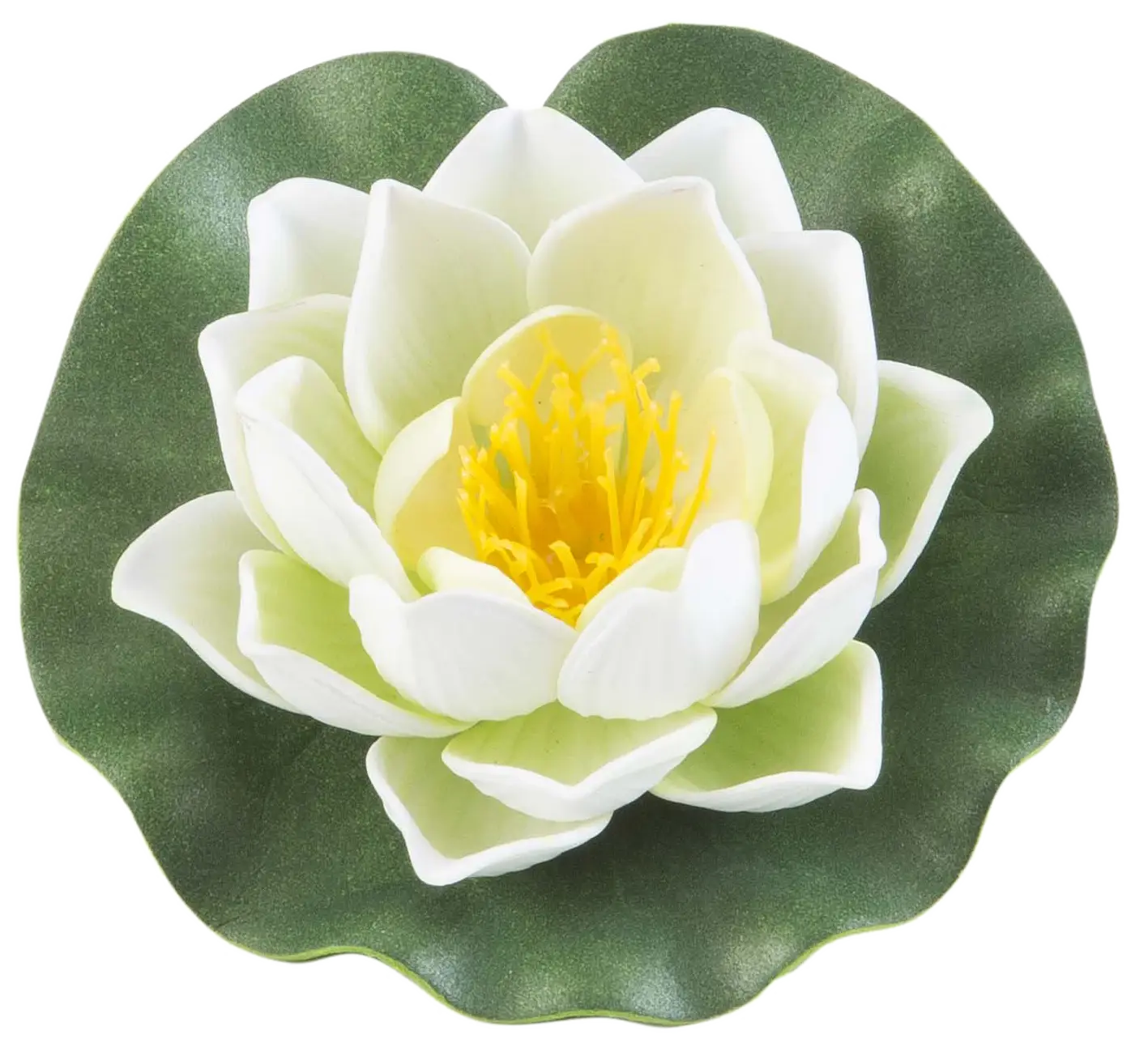 White Lotus Flower