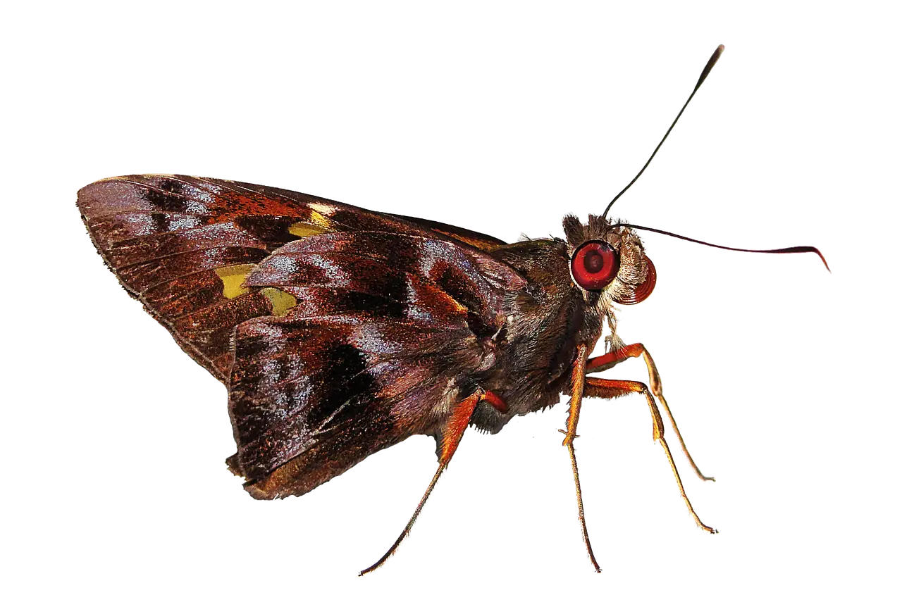 Brown Butterfly With Delicate Patterns