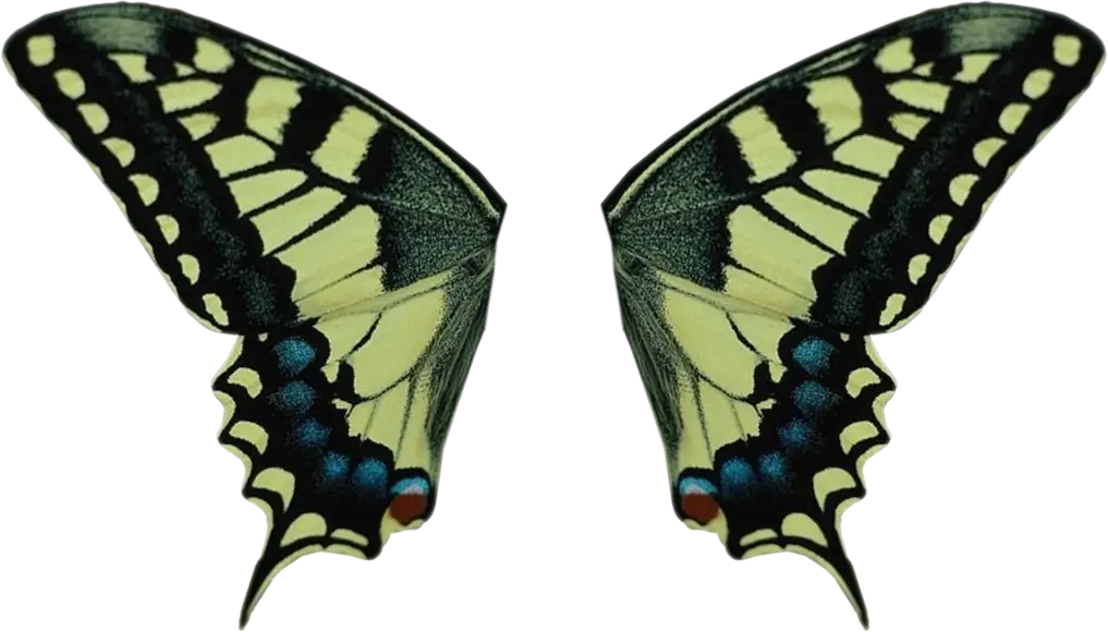 Beautiful Butterfly Wings with Intricate Patterns