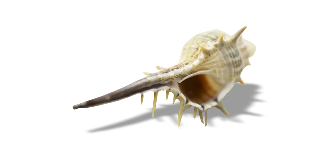 Unique Spiky Seashell from the Ocean