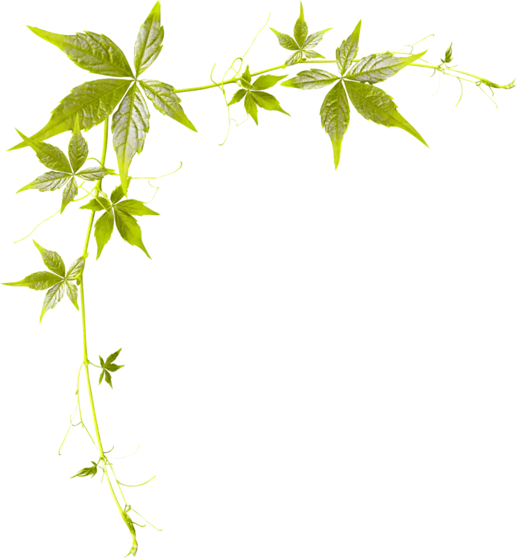 Green Leafy Border Decoration