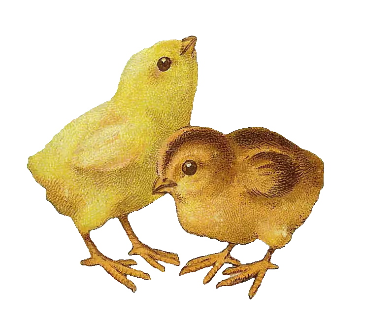Two Adorable Chicks