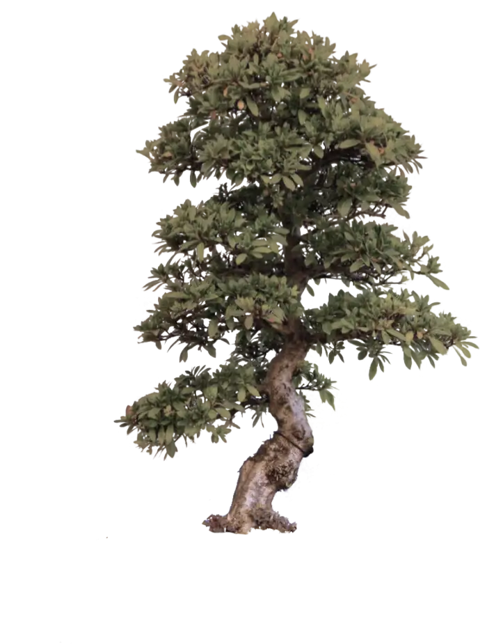 Beautiful Bonsai Tree Display