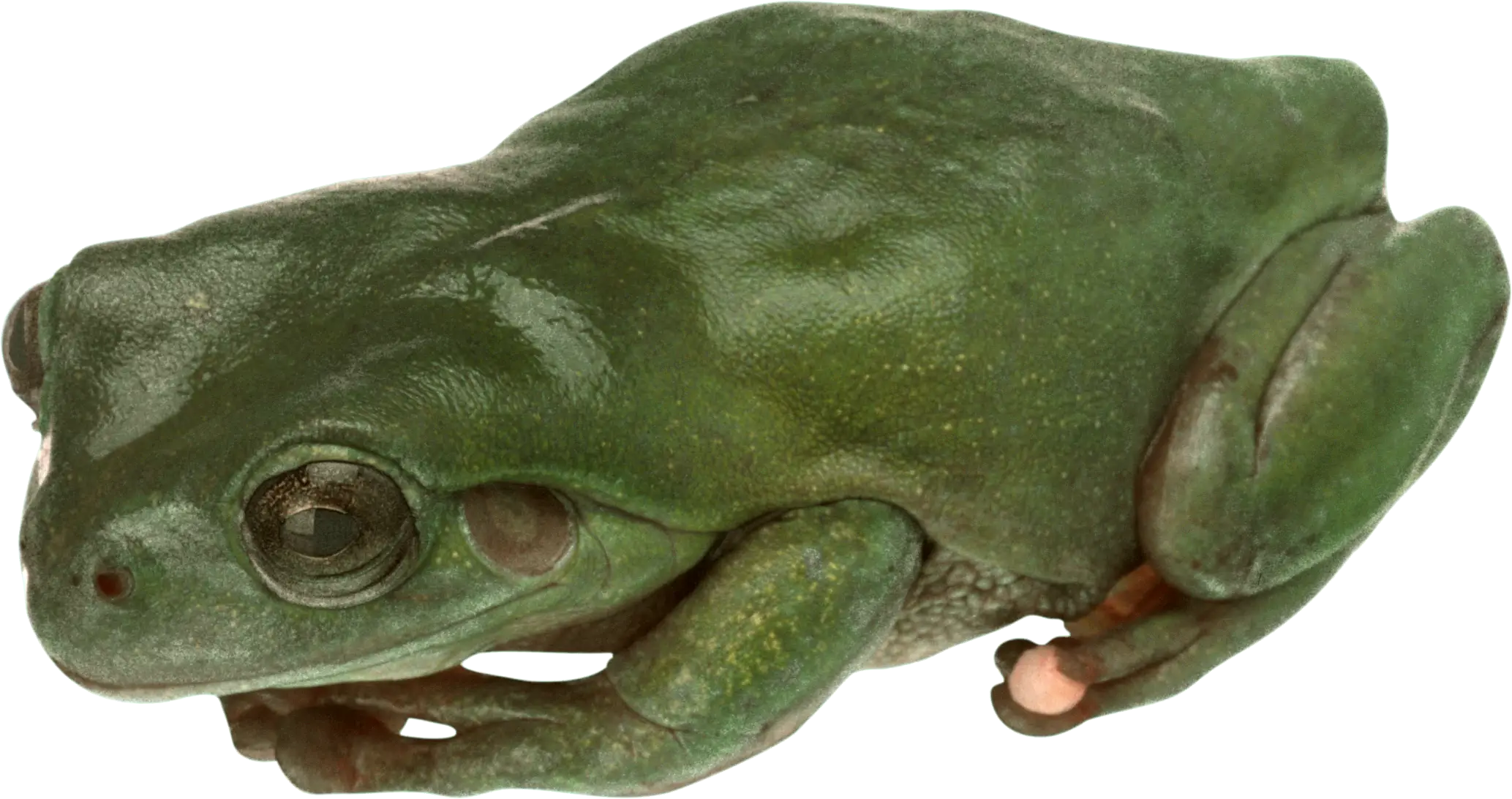 Green Frog in Natural Habitat