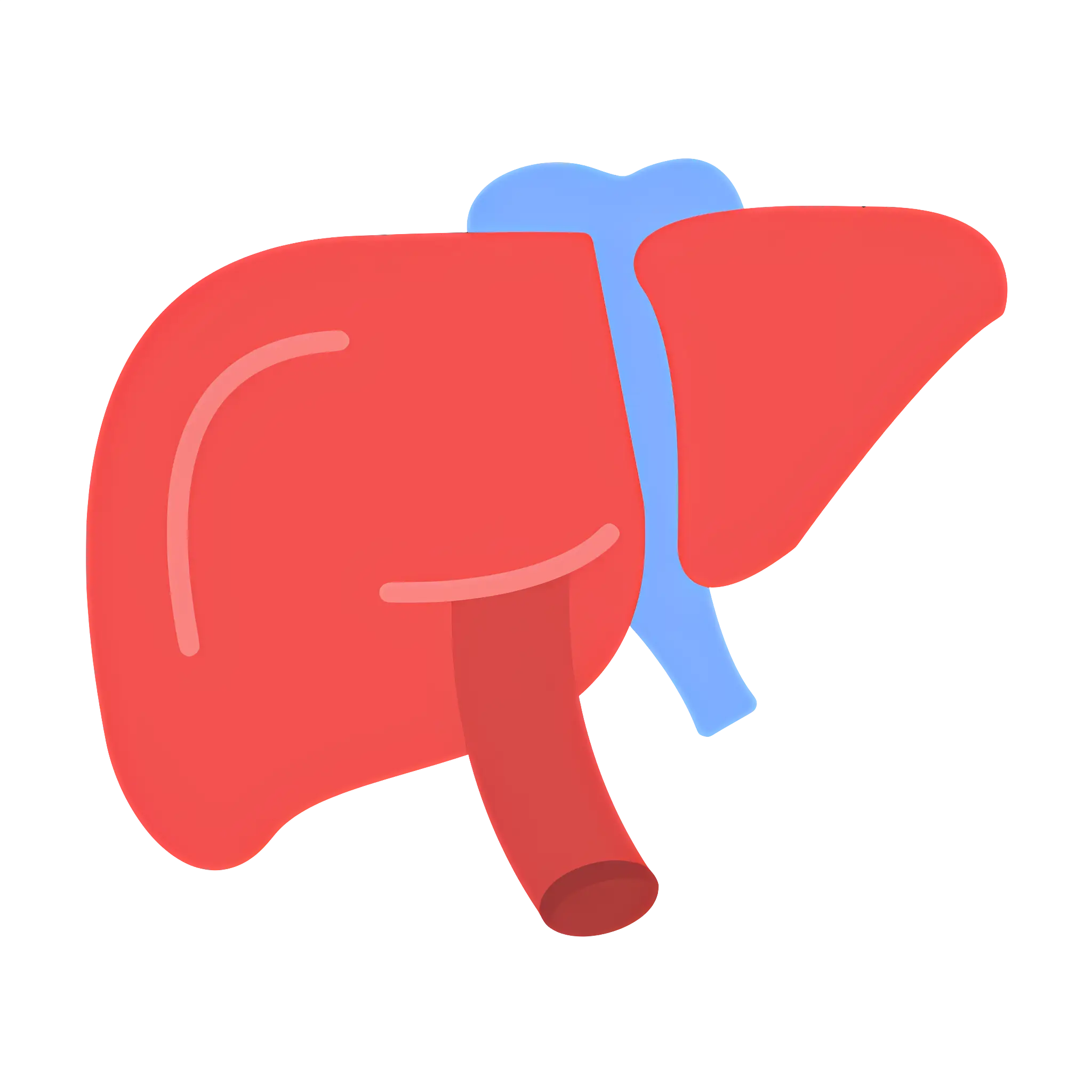 Simple Human Liver Anatomy Illustration