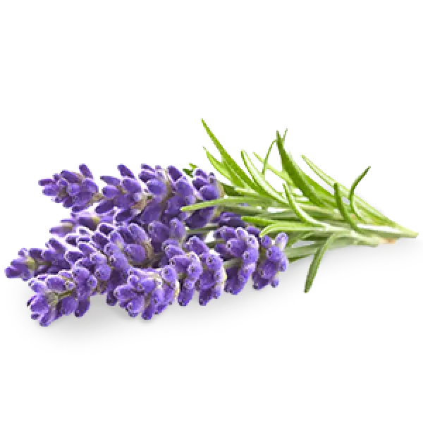 Lavender Flowers for Aromatherapy