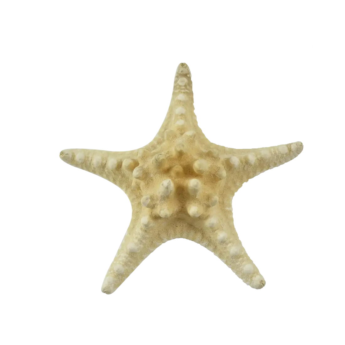 White Starfish Illustration