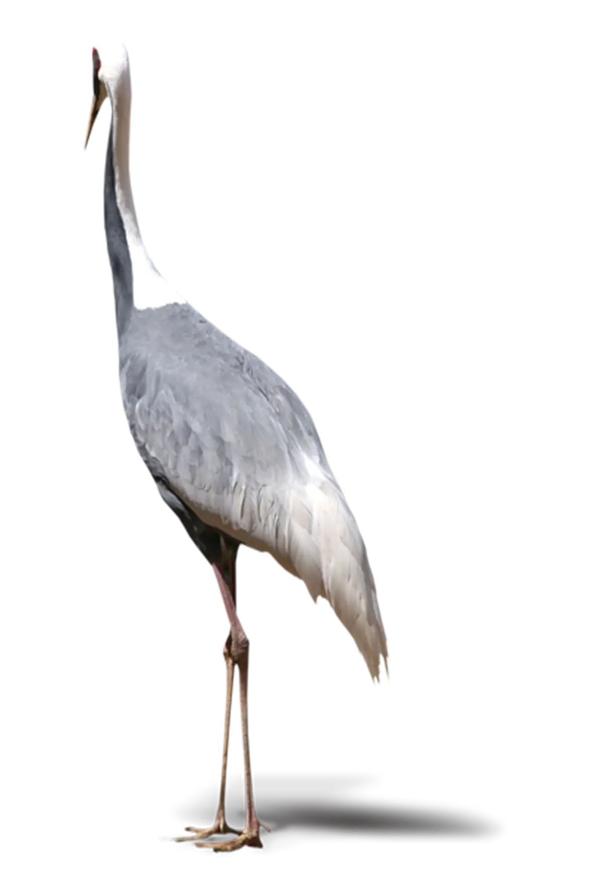 Tall Gray Crane