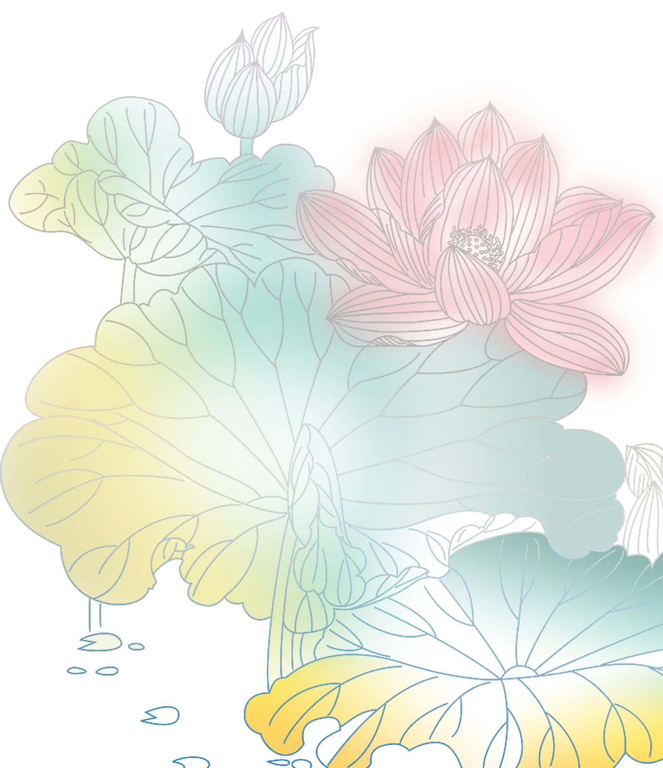 Colorful Lotus Flowers Illustration