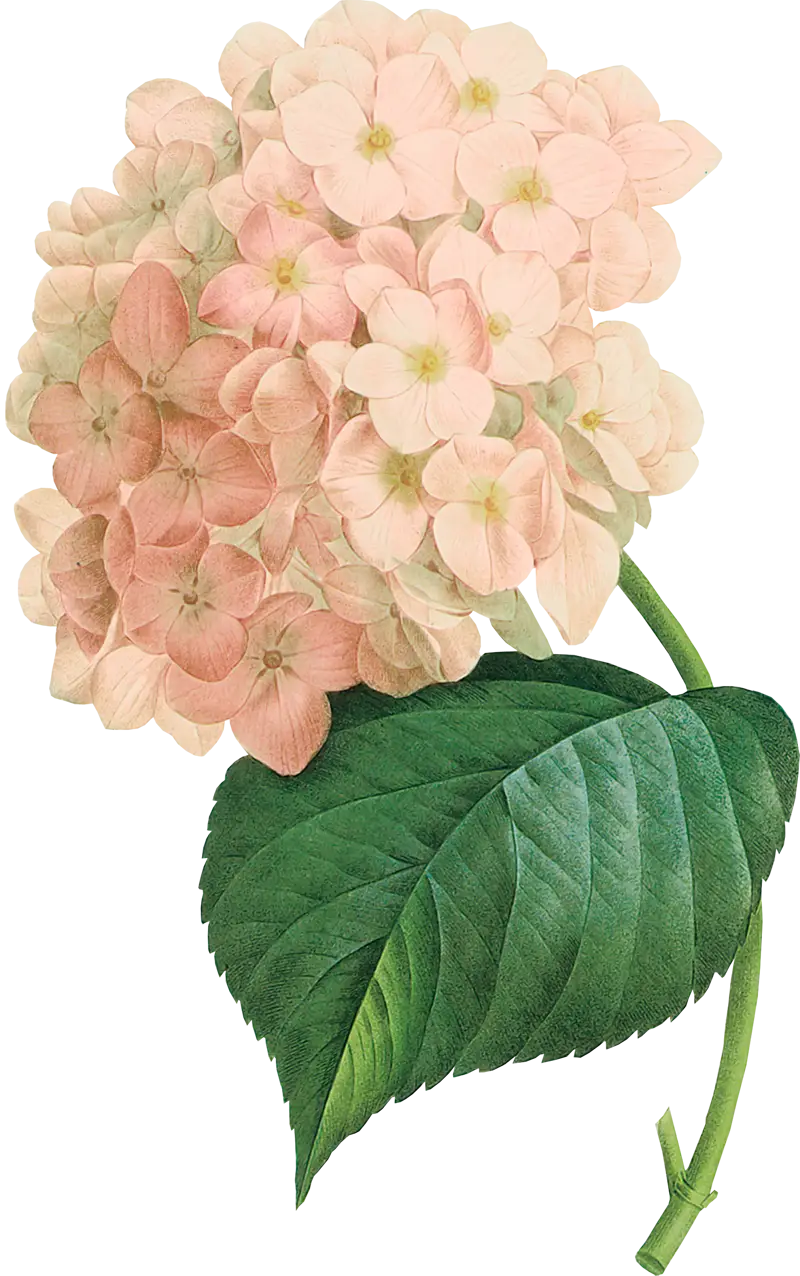 Pink Hydrangea Flower Illustration