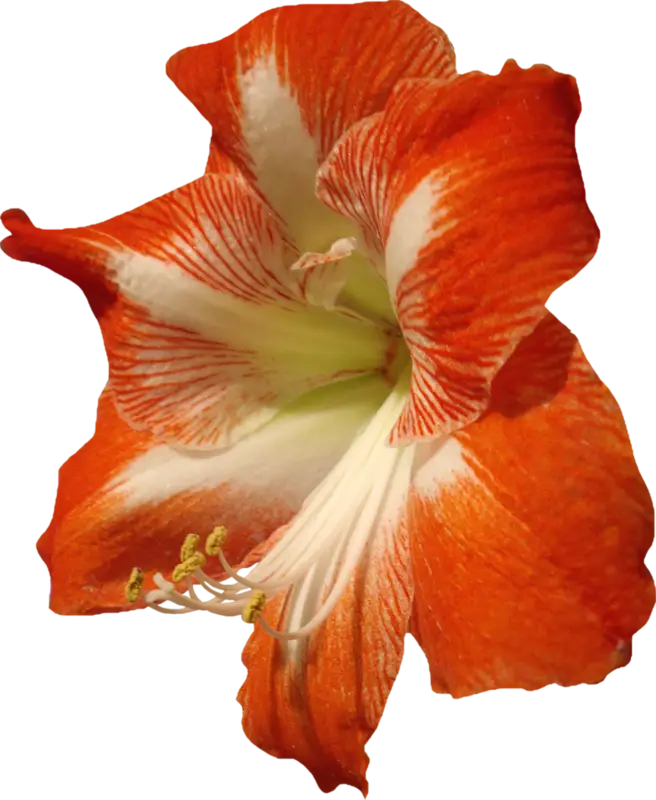 Orange Amaryllis Flower Close-Up