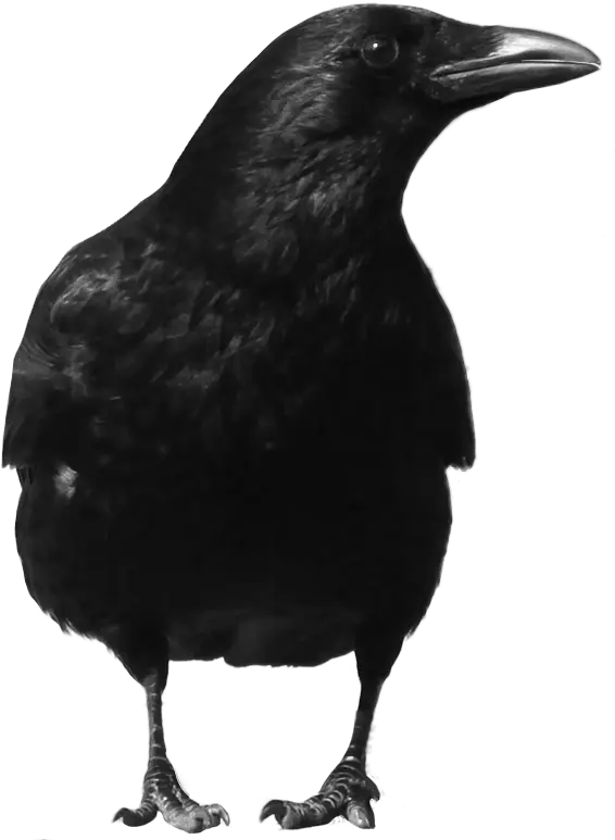 Black Crow Standing