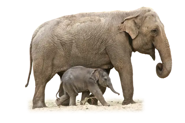 Adult and Baby Elephant