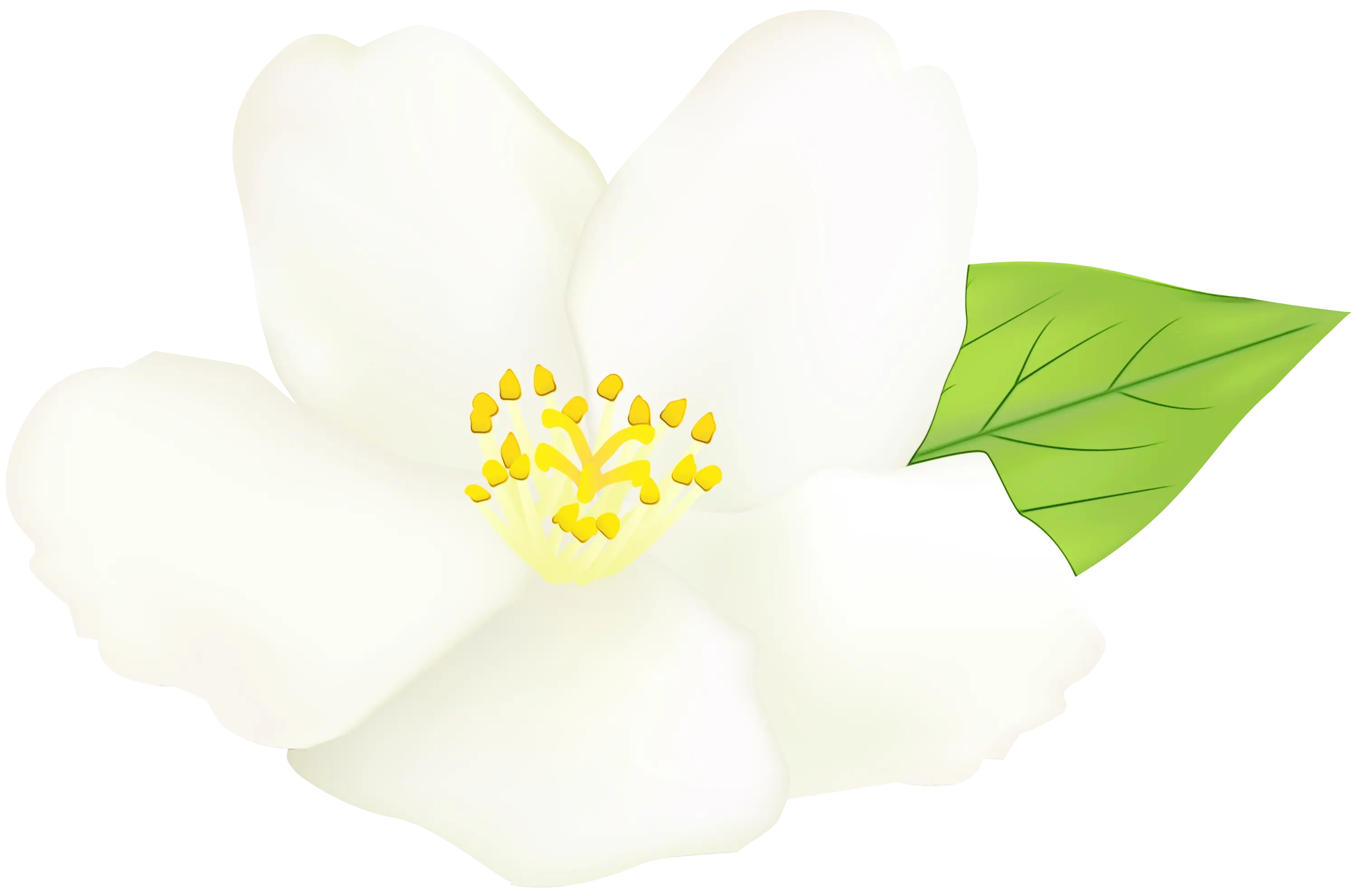 White Jasmine Flower Illustration