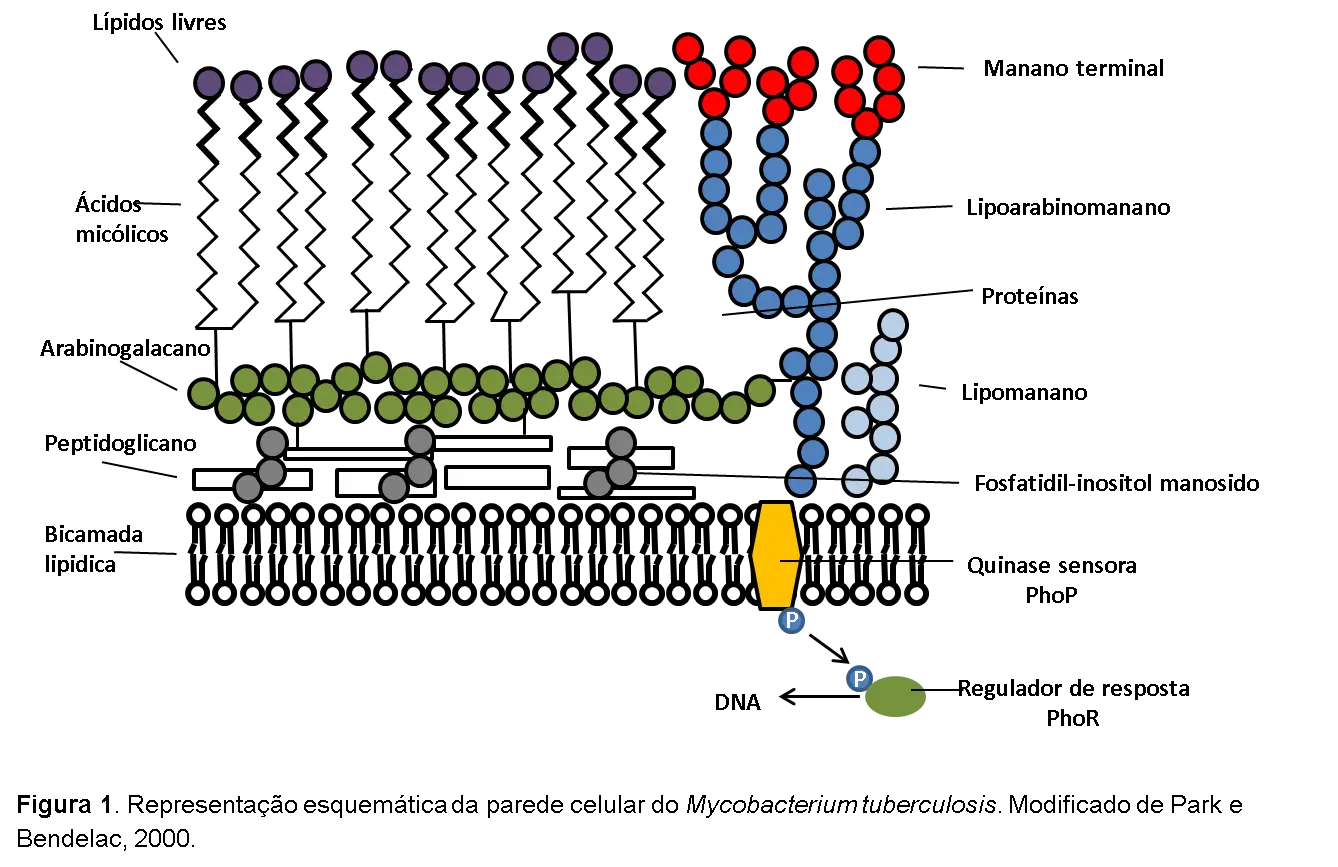 Detailed Cell Wall Diagram