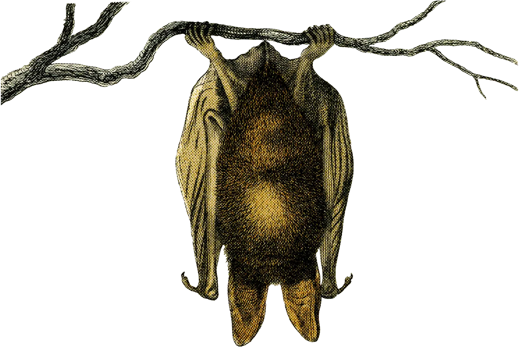Bat Hanging Upside Down Illustration