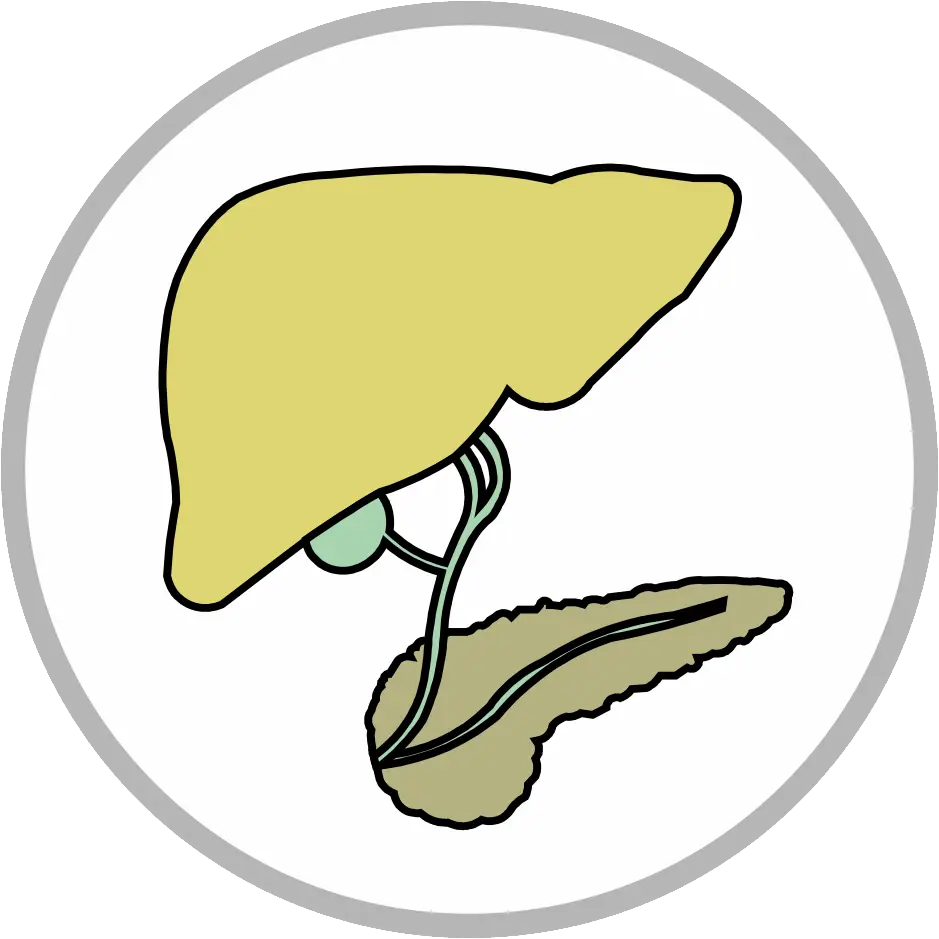 Liver Anatomy Illustration