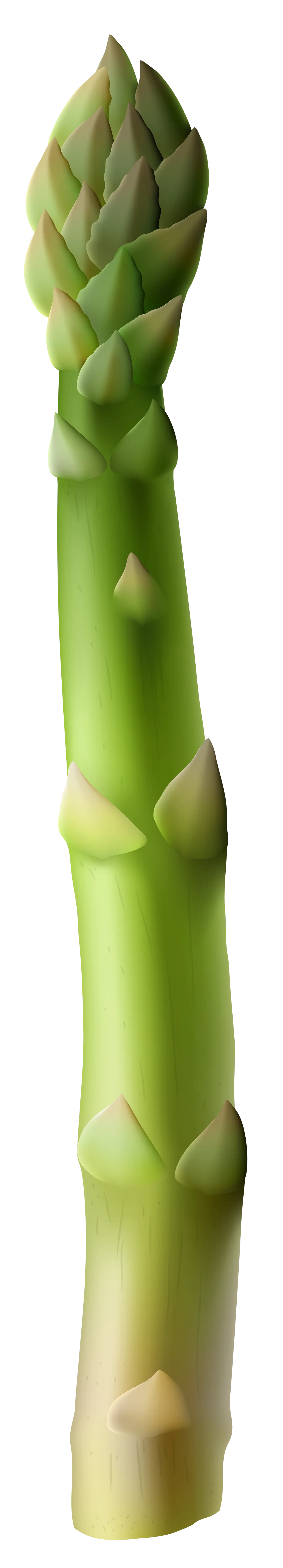 Healthy Green Asparagus