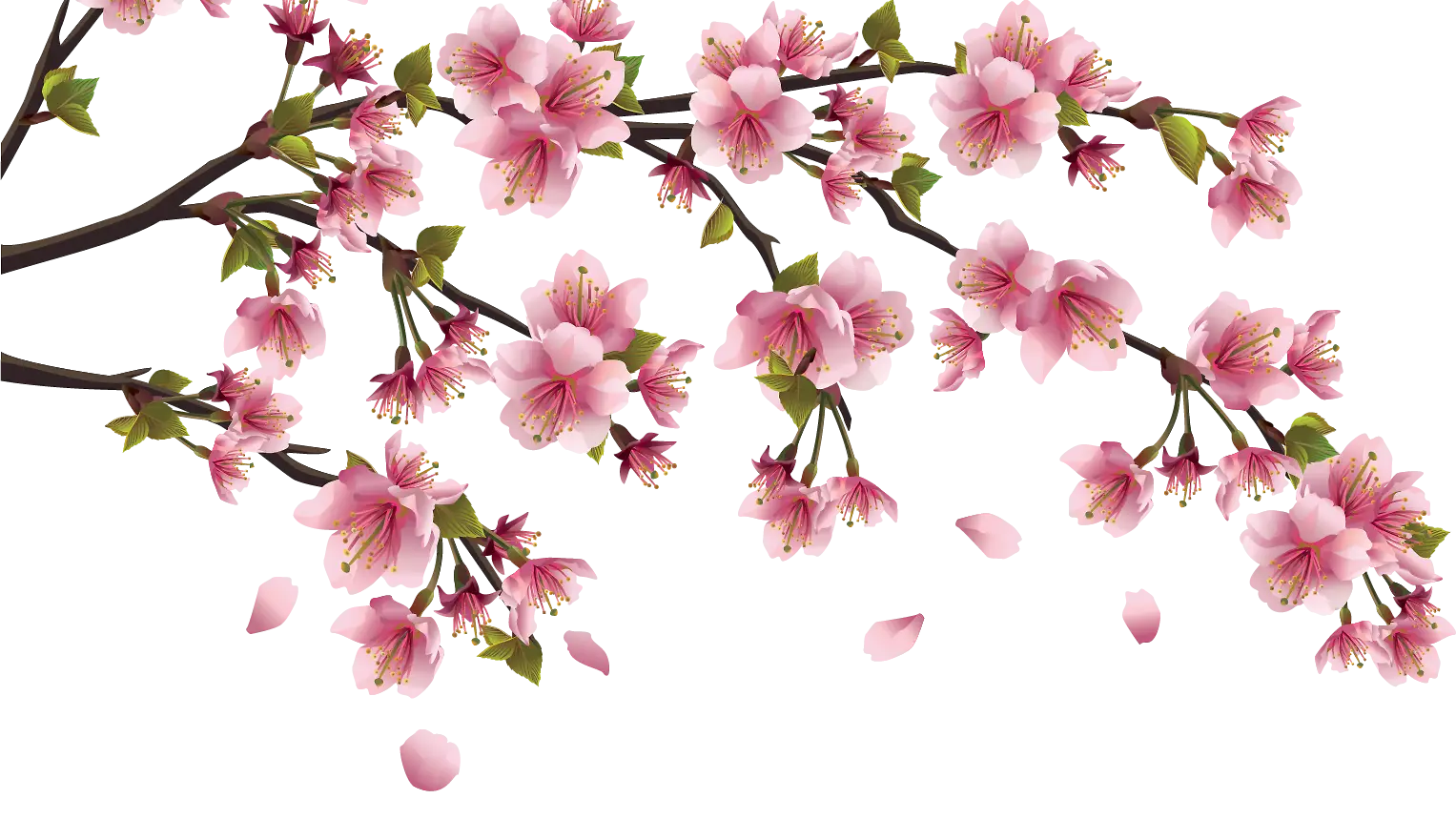 Pink Cherry Blossom Branch Illustration
