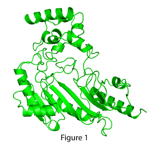 Green Protein Structure Illustration