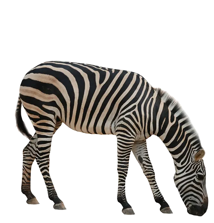 Striped Zebra Grazing in Nature