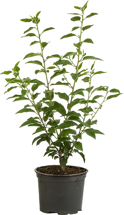 Green Potted Plant