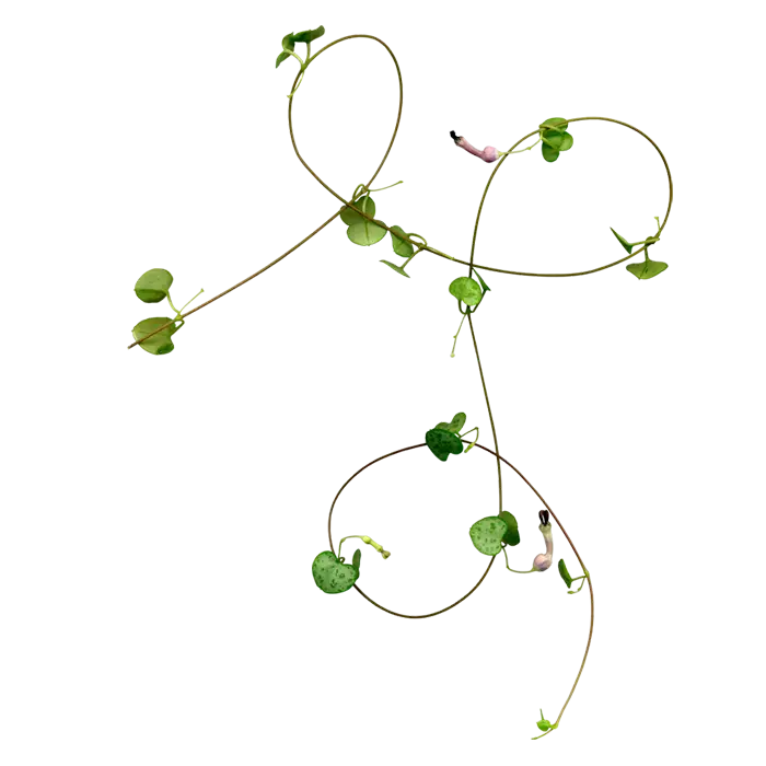 Green Twisting Vines