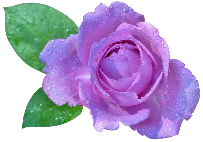 Purple Rose with Dew and Green Leaves