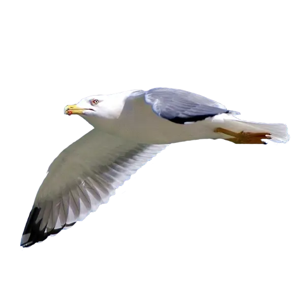 Seagull Flying Gracefully Over the Coast